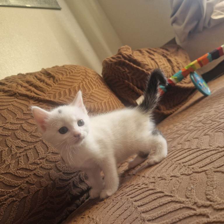 Kittens ready today ! 