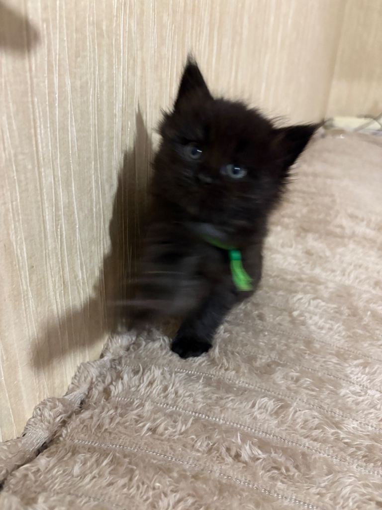 Maine Coon Kittens — Fluffy, Friendly, Ready Soon