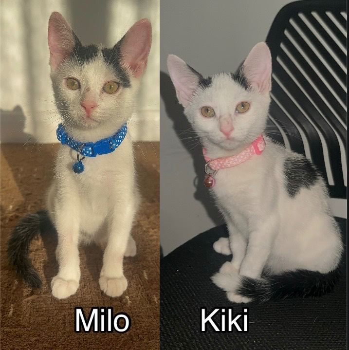 White and black kittens