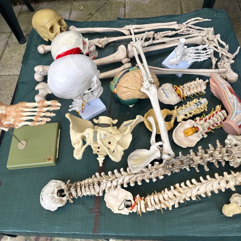 Collection of anatomical models 