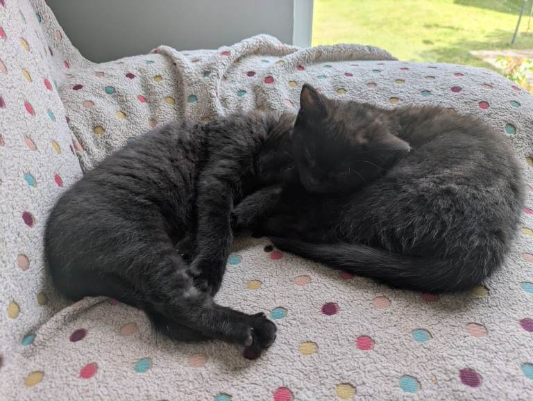 2 kittens for sale