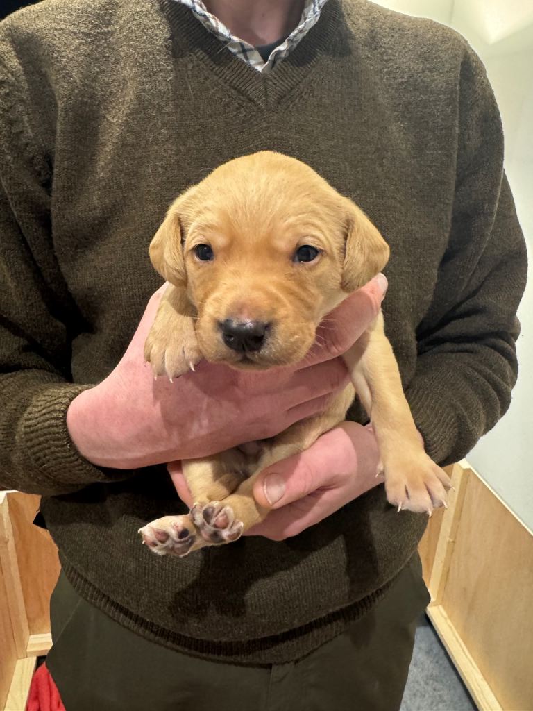 Beautiful, gentle and calm KC Registered Labrador Retriever Puppies – Yellow and Fox Red Shades