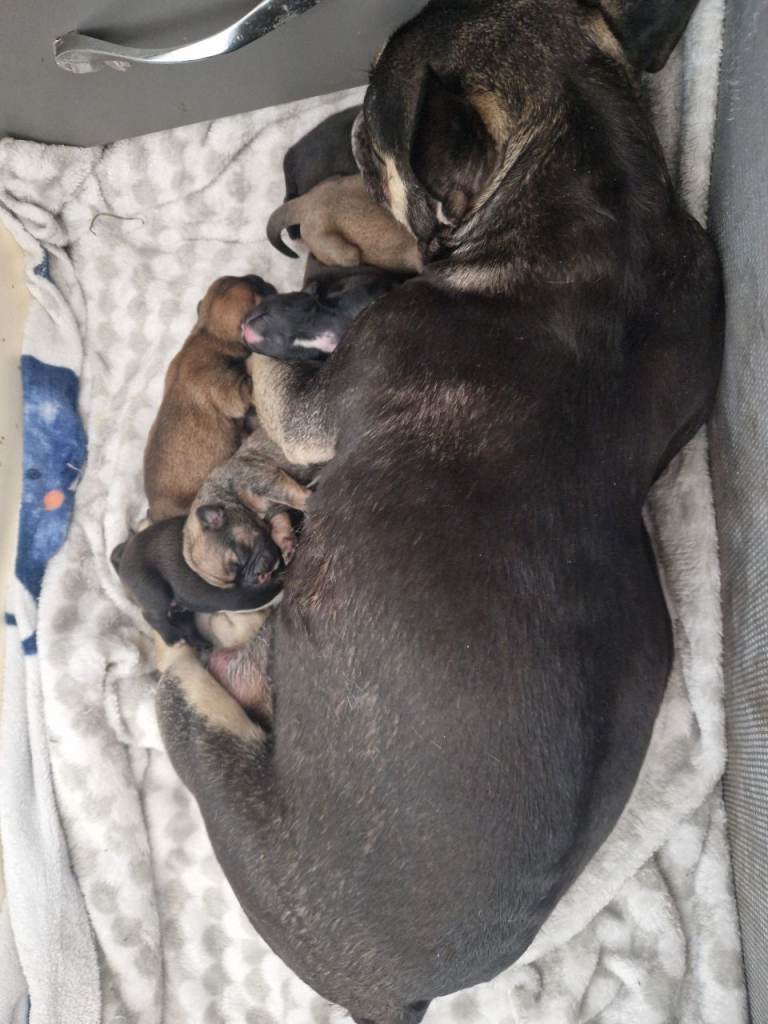 French bull Tzu puppies 