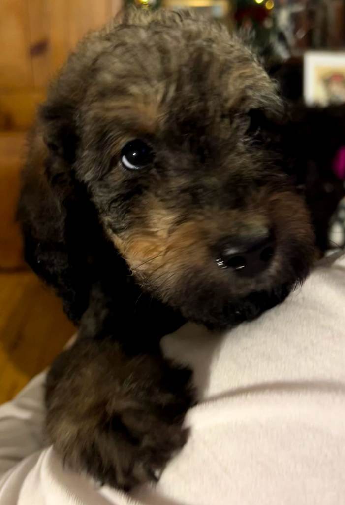 Stunning F2 Labradoodle Puppies... Available now 