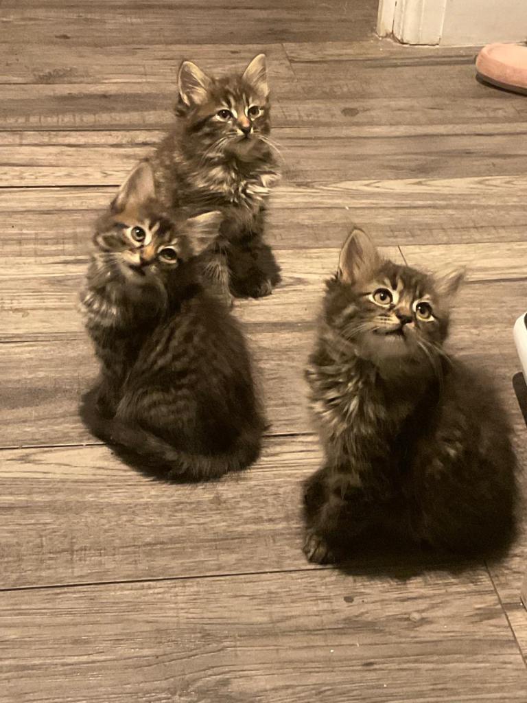Mixed Maine Coon Kittens 