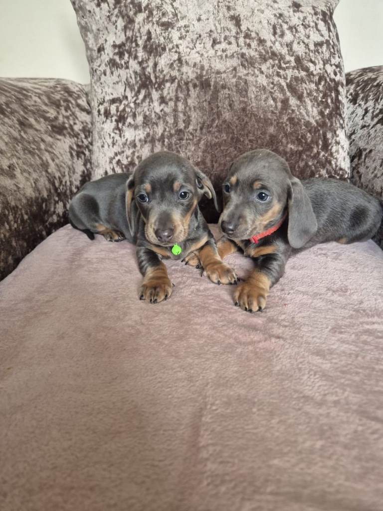 Miniature dachshund 