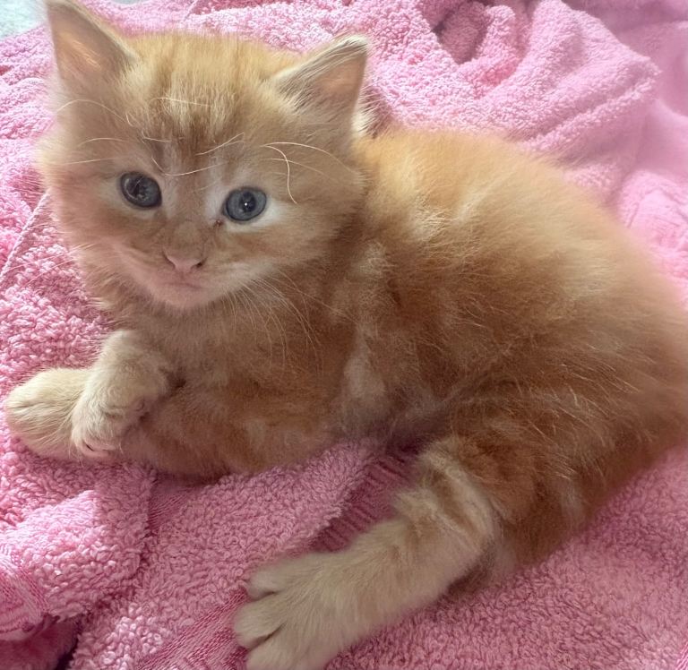 6 Beautiful Kittens – Ready from 16th June (8 Weeks Old)