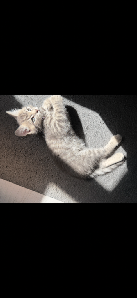 4 month kitten