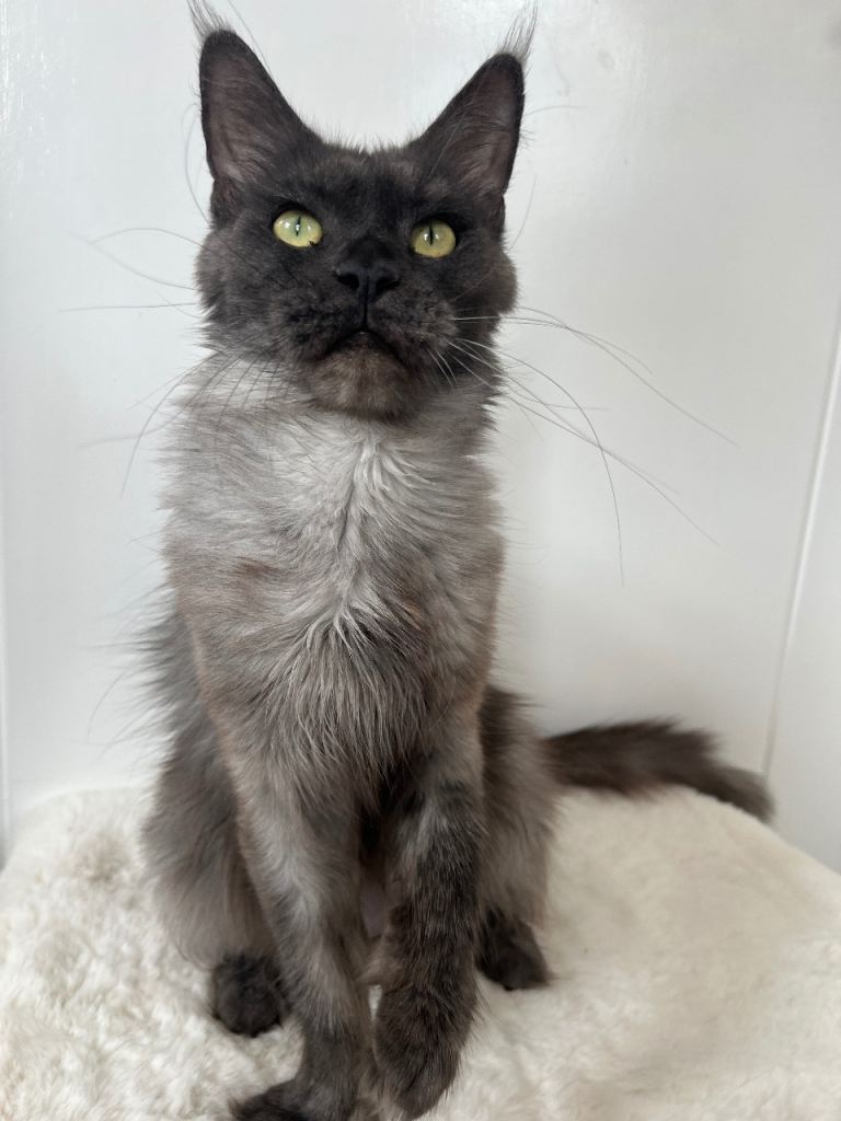 Cat maine coon blue smoke girl female