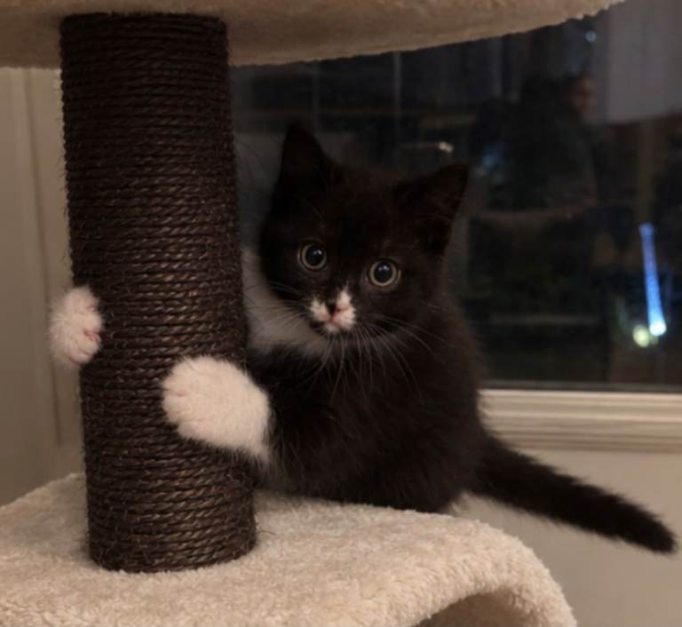 Lovely kittens looking for Loving Homes 