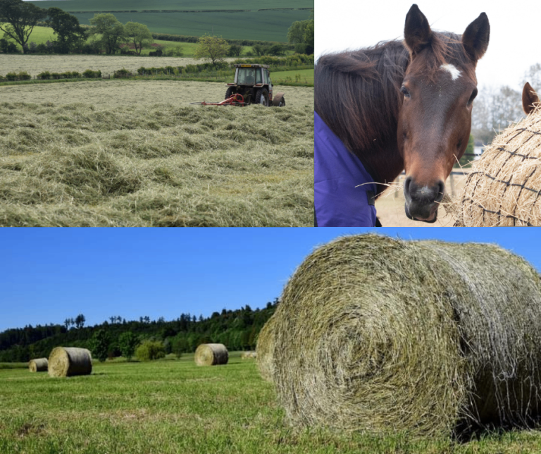 Meadow hay & haylage suitable for horses & silage