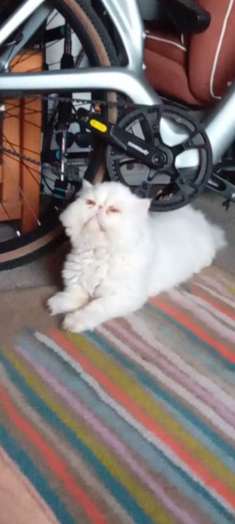 Persian cat