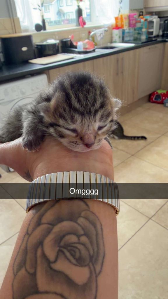 Kittens 