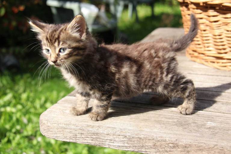 Adorable, playful kittens, lots of fun, ready now.  Only three left.