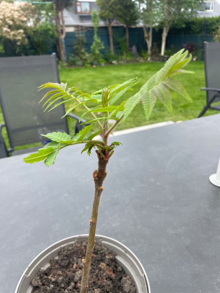 Young Stag Horn Tree