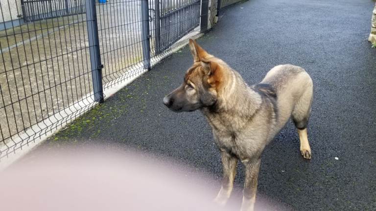 6 month old male German shepherd 