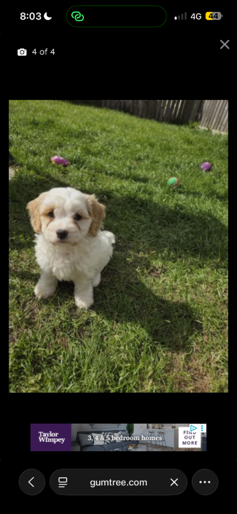 Puppy rehome