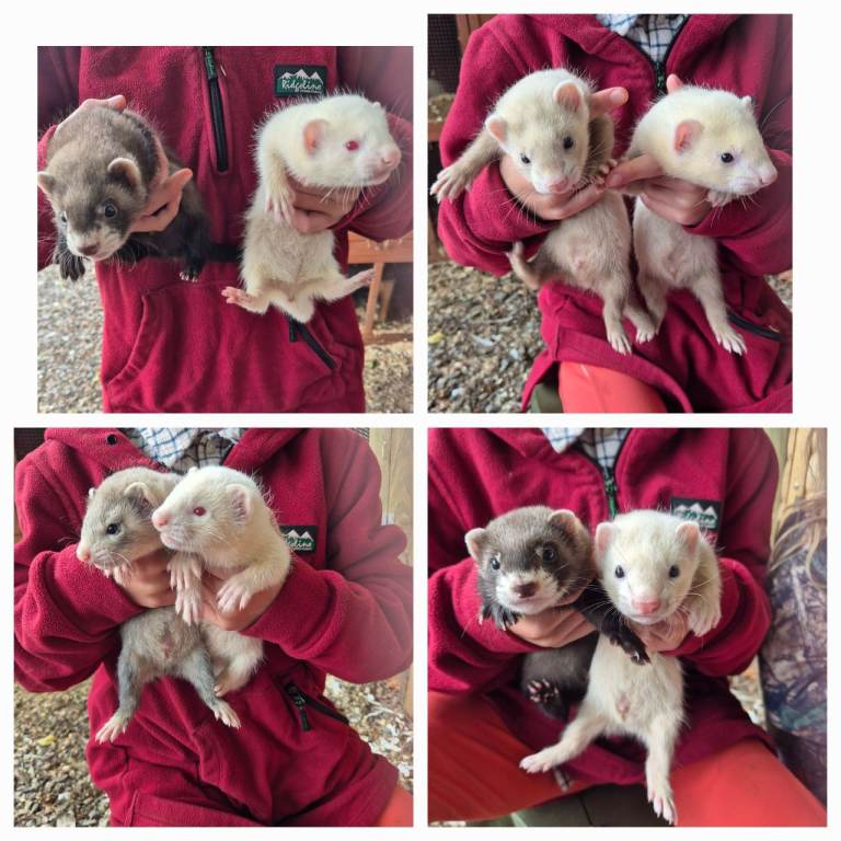 Ferret kits for sale 