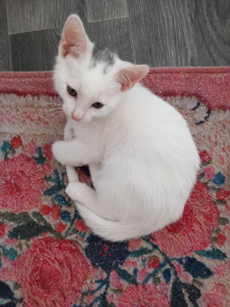 Kitten - 15 weeks old