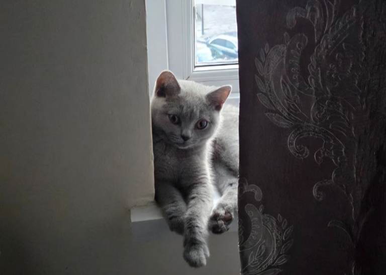 kitten British short hair Pedrigree 