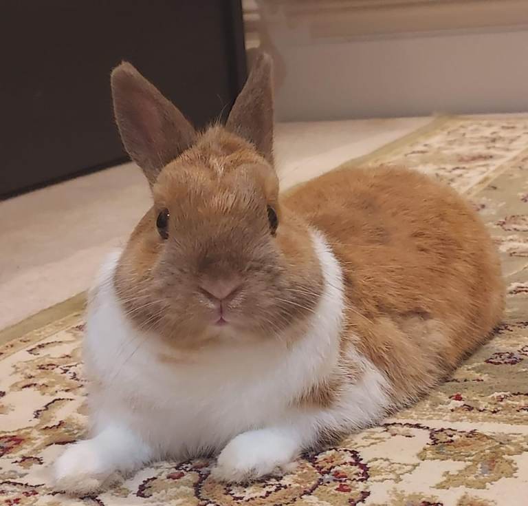 Ginger Male Rabbit