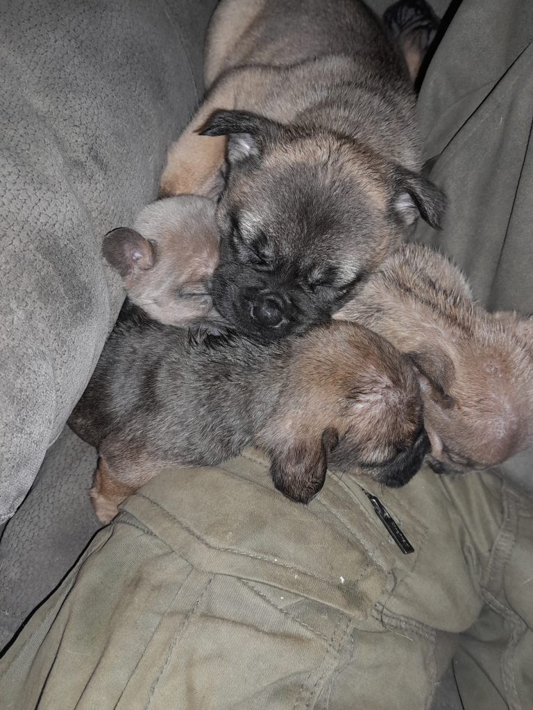 French bulldog x pups 