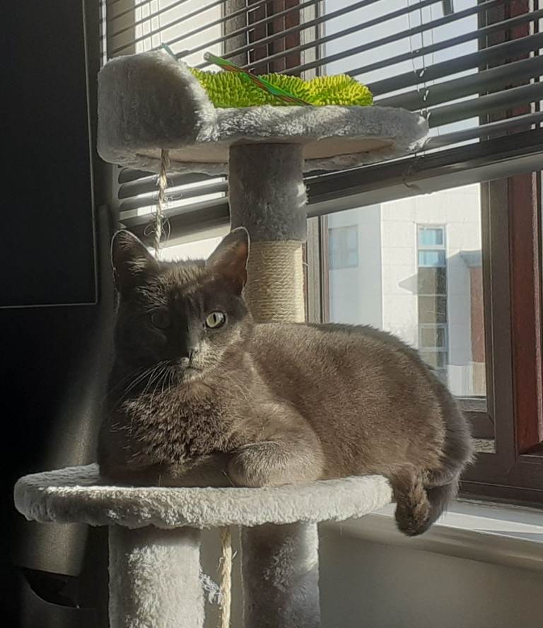 Dusty