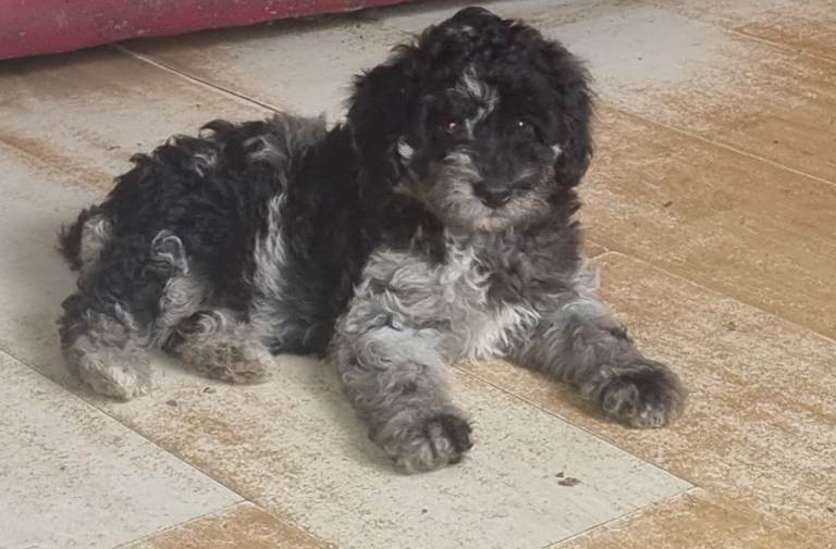 cockapoo higher poodle mix lots of curls