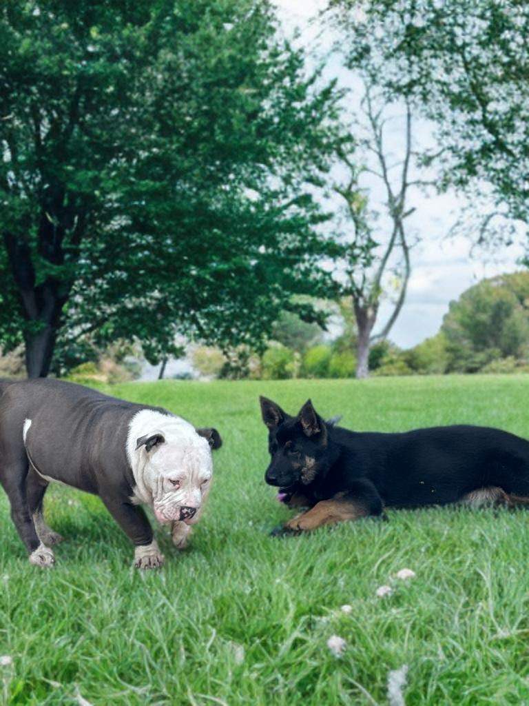 American pocket bully with full paper 