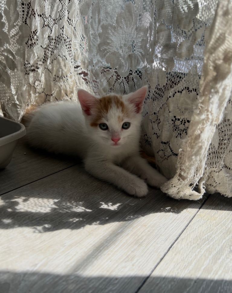Kittens for sale
