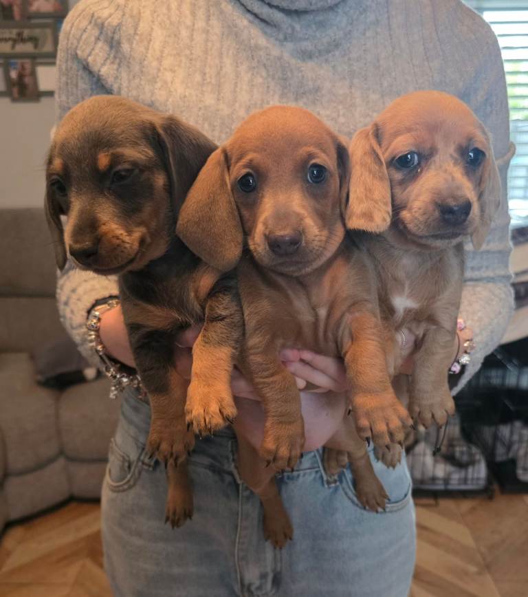 Beautiful miniature dachshund puppies 
