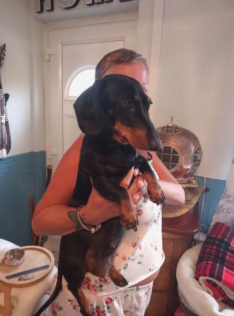Miniature dachshund 