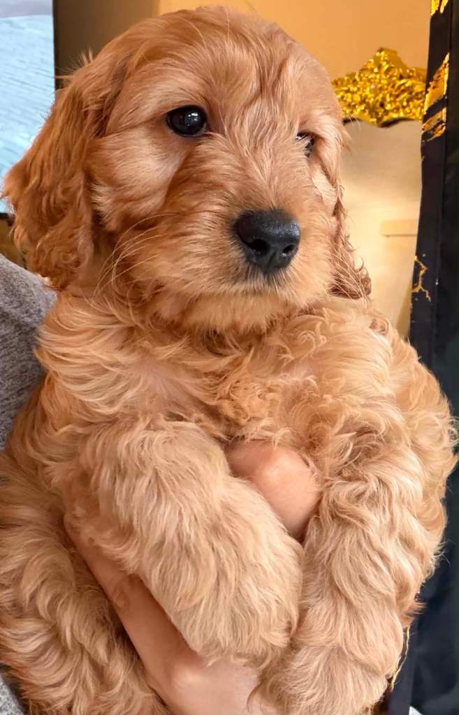 F1B toy cockapoo puppies 3 Left