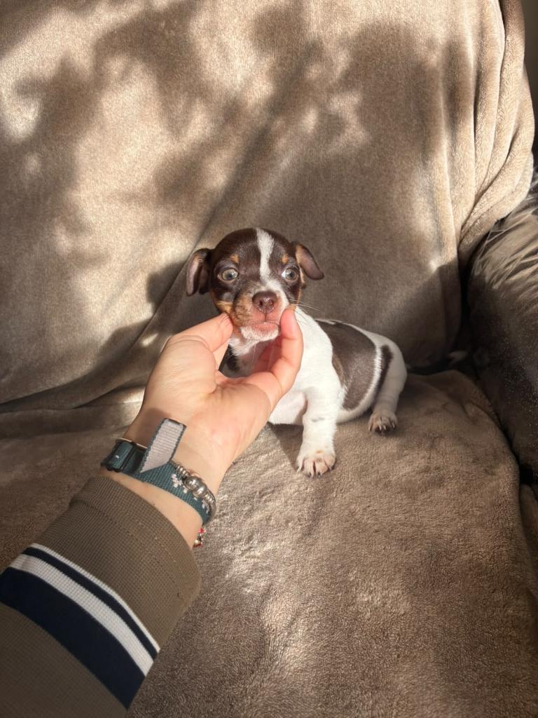 Jack Russell 