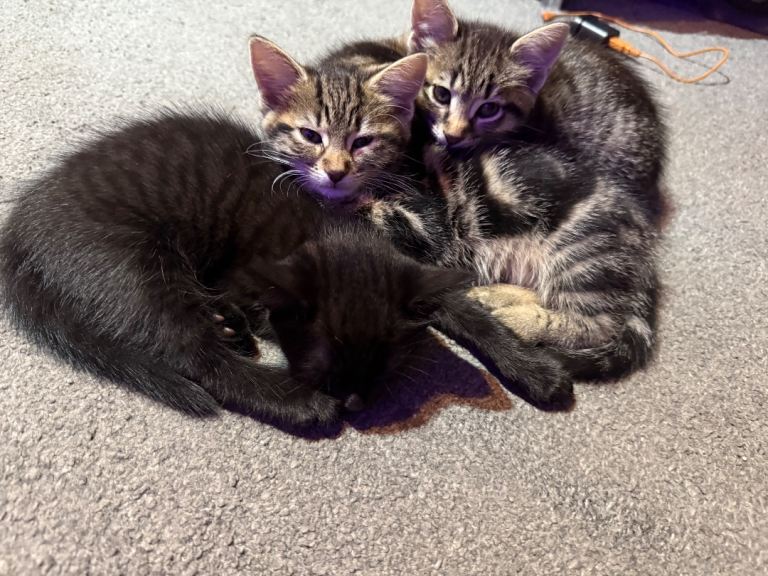 Kittens - Mother Half Bengal 