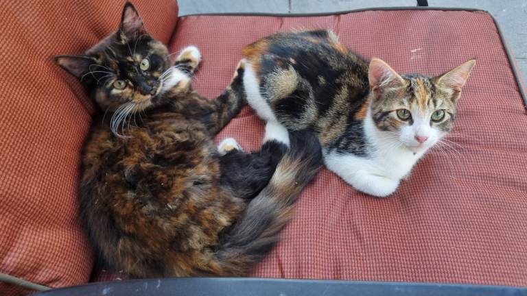 2 gorgeous kittens for sale 