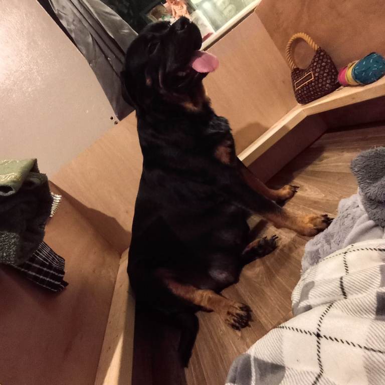 Ragnor and Ellie rottweiler puppies 