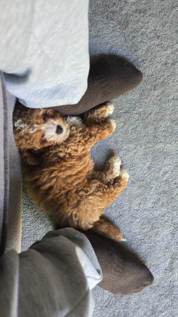 Cavapoochon puppy 9 weeks
