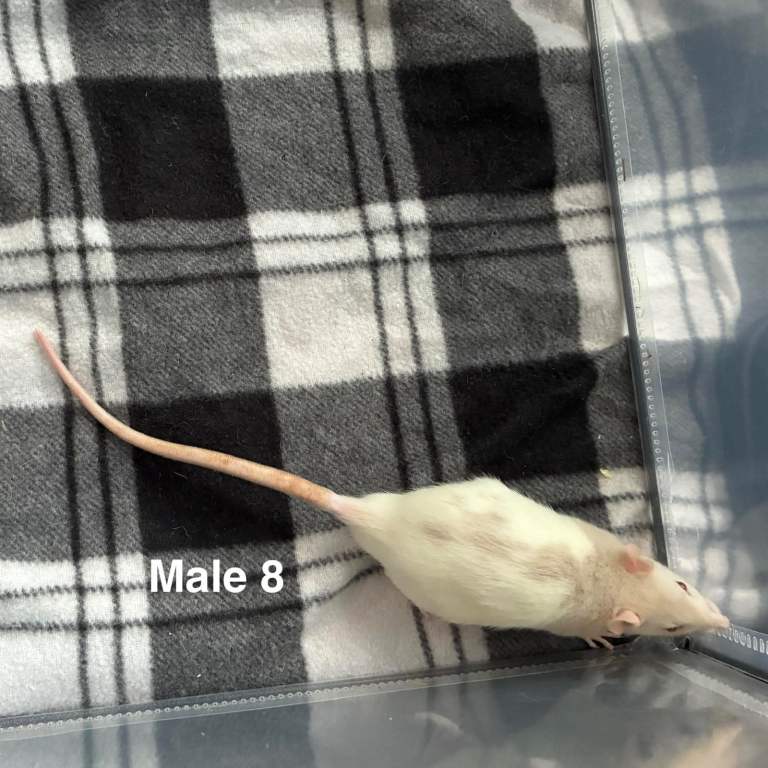 2 rat pups (boys) available (last 2)