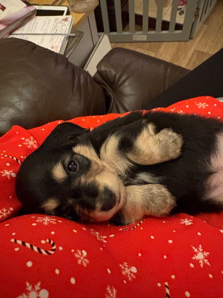 KC Reg Miniature Long Haired Dachshund Puppies