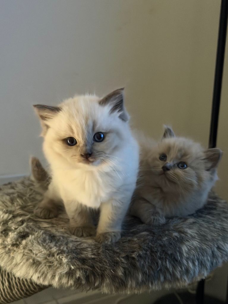 Adorable female ragdoll kittens 