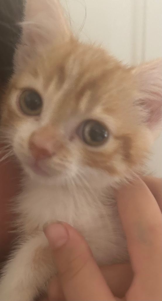 Boy kitten 
