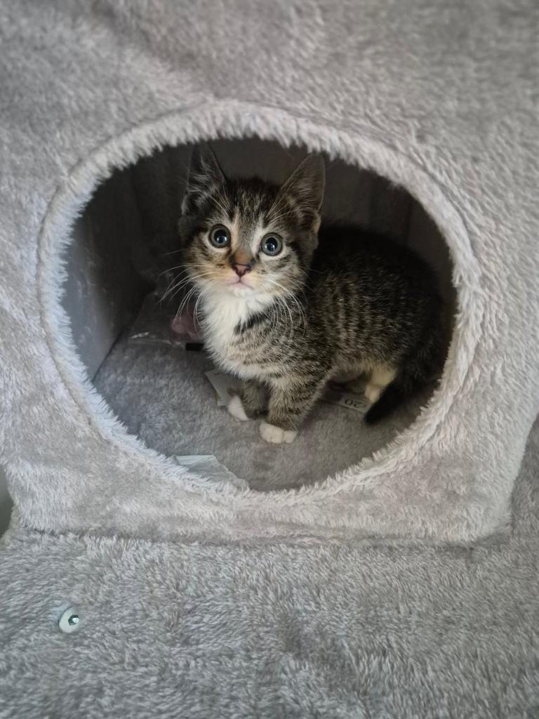 Male kittens
