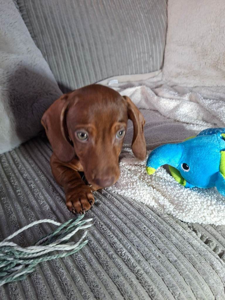 Miniature dachsund