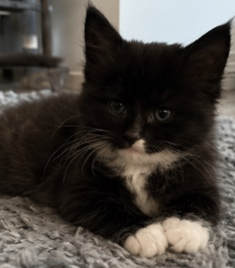 Kittens 