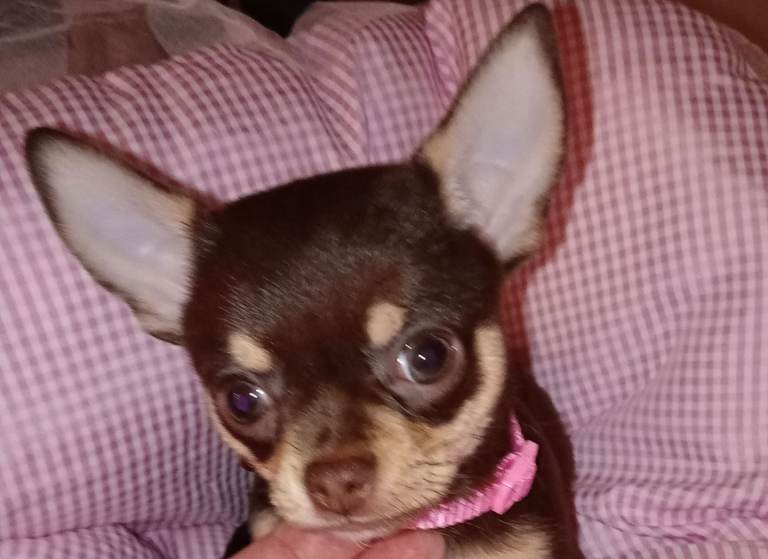 4 chihuahua pups ready now 3 girls 1 boy