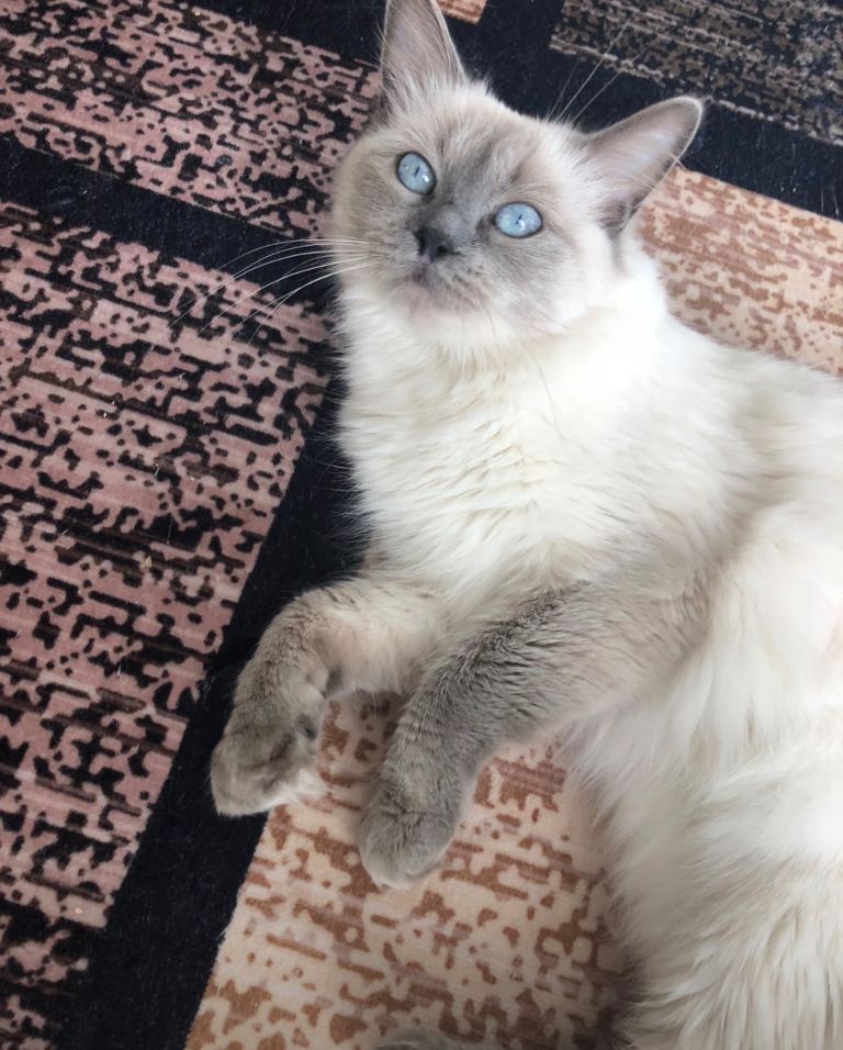 Beautiful purebred blue point ragdoll 