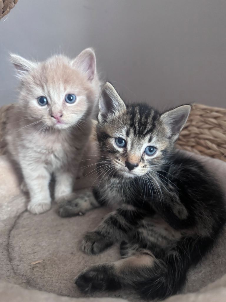 Kittens ready
