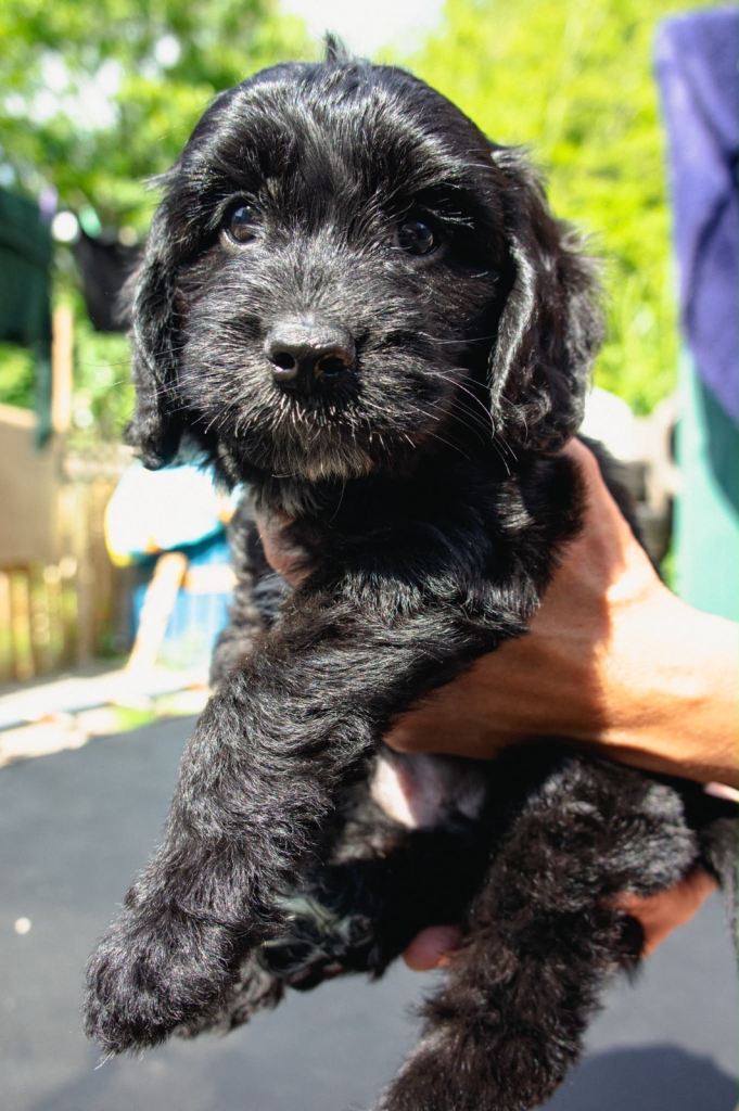 4 beautiful cockerpoo, shihpoo cross puppies for sale