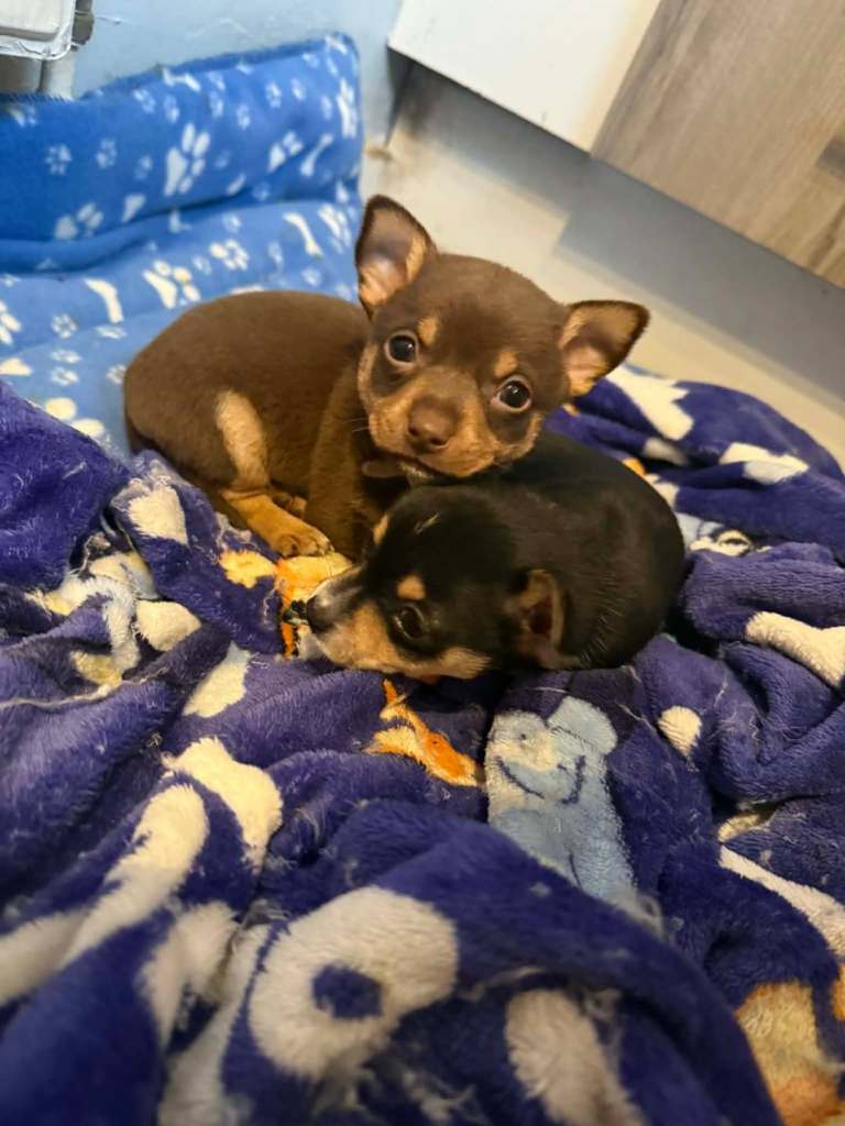 Chihuahua pups 